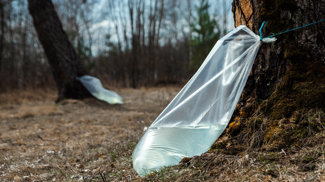 birch sap harvest